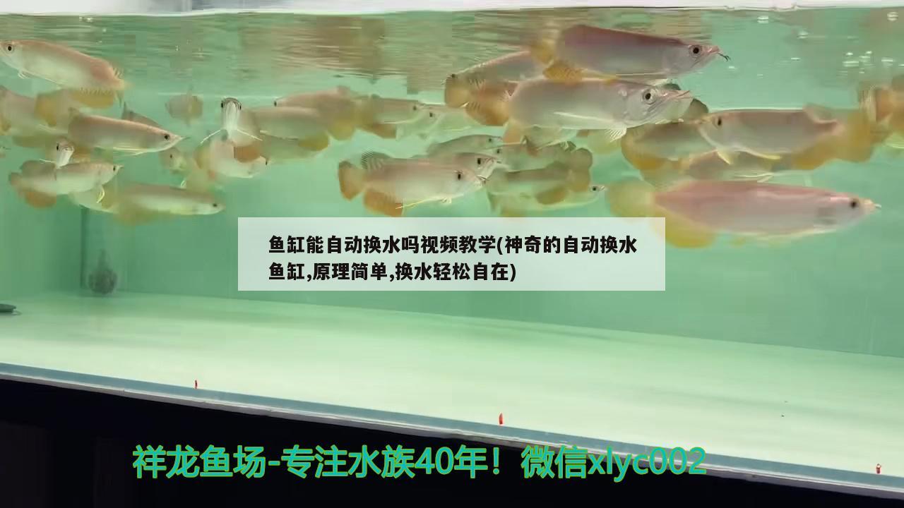 魚缸能自動換水嗎視頻教學(xué)(神奇的自動換水魚缸,原理簡單,換水輕松自在)