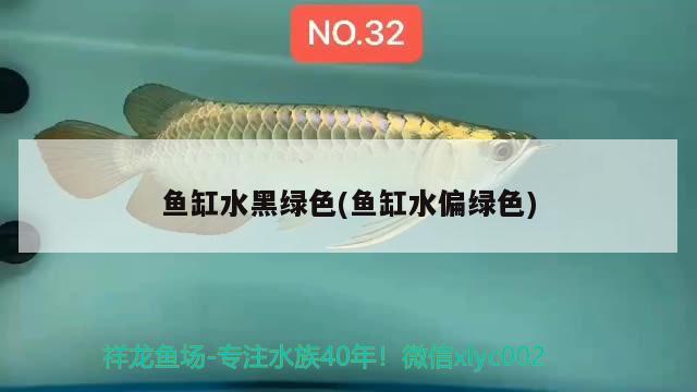 魚缸水黑綠色(魚缸水偏綠色) 圖騰金龍魚