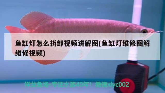 魚缸燈怎么拆卸視頻講解圖(魚缸燈維修圖解維修視頻)