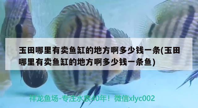 玉田哪里有賣魚缸的地方啊多少錢一條(玉田哪里有賣魚缸的地方啊多少錢一條魚) 球鯊魚