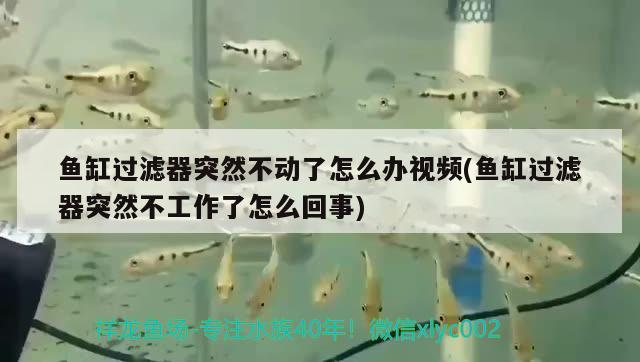 魚缸過濾器突然不動了怎么辦視頻(魚缸過濾器突然不工作了怎么回事)