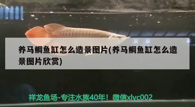 養(yǎng)馬鯛魚(yú)缸怎么造景圖片(養(yǎng)馬鯛魚(yú)缸怎么造景圖片欣賞)