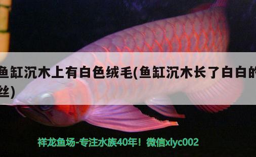 魚缸沉木上有白色絨毛(魚缸沉木長了白白的絲) 鐵甲武士