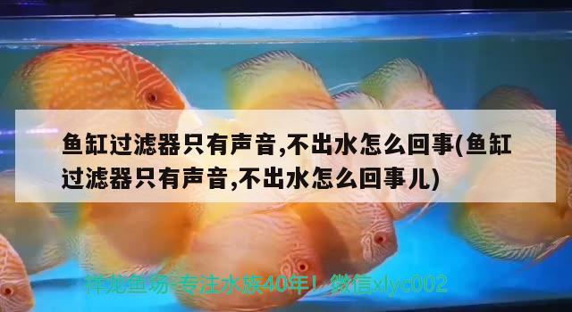 魚缸過濾器只有聲音,不出水怎么回事(魚缸過濾器只有聲音,不出水怎么回事兒)