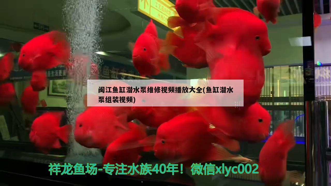 閩江魚缸潛水泵維修視頻播放大全(魚缸潛水泵組裝視頻)