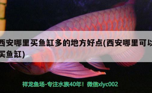 西安哪里買魚缸多的地方好點(西安哪里可以買魚缸)