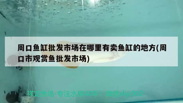 周口魚缸批發(fā)市場在哪里有賣魚缸的地方(周口市觀賞魚批發(fā)市場)