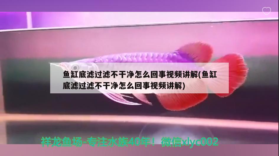 魚缸底濾過濾不干凈怎么回事視頻講解(魚缸底濾過濾不干凈怎么回事視頻講解)