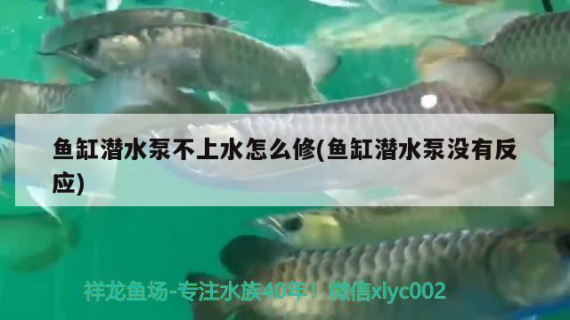 魚缸潛水泵不上水怎么修(魚缸潛水泵沒有反應(yīng)) 蝴蝶鯉