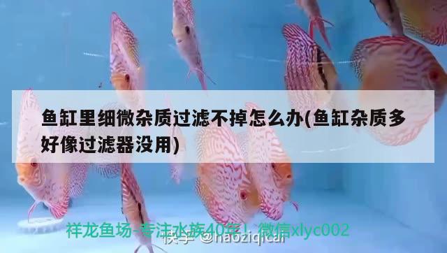 魚缸里細微雜質(zhì)過濾不掉怎么辦(魚缸雜質(zhì)多好像過濾器沒用) 龍魚芯片掃碼器