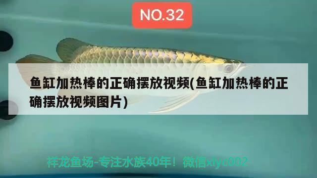 魚(yú)缸加熱棒的正確擺放視頻(魚(yú)缸加熱棒的正確擺放視頻圖片) 水族用品