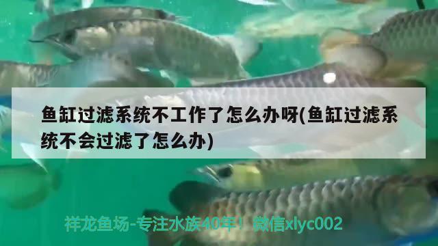 魚缸過濾系統(tǒng)不工作了怎么辦呀(魚缸過濾系統(tǒng)不會(huì)過濾了怎么辦)