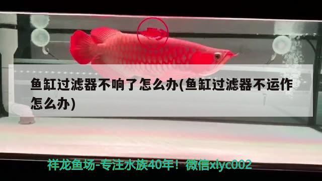 魚缸過濾器不響了怎么辦(魚缸過濾器不運(yùn)作怎么辦) 元寶鯽