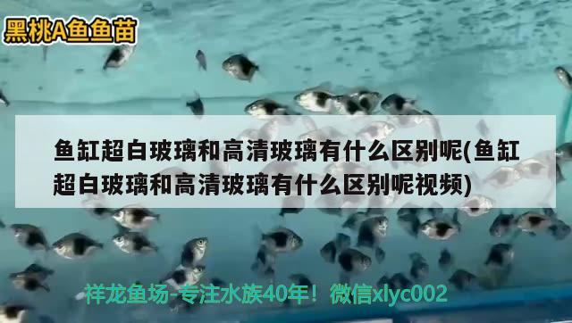 魚缸超白玻璃和高清玻璃有什么區(qū)別呢(魚缸超白玻璃和高清玻璃有什么區(qū)別呢視頻)