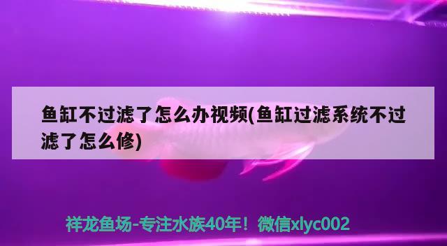 魚缸不過濾了怎么辦視頻(魚缸過濾系統(tǒng)不過濾了怎么修) 大湖紅龍魚 第2張