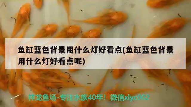 魚缸藍(lán)色背景用什么燈好看點(diǎn)(魚缸藍(lán)色背景用什么燈好看點(diǎn)呢)