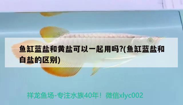 魚缸藍鹽和黃鹽可以一起用嗎?(魚缸藍鹽和白鹽的區(qū)別) 斑馬鴨嘴魚苗