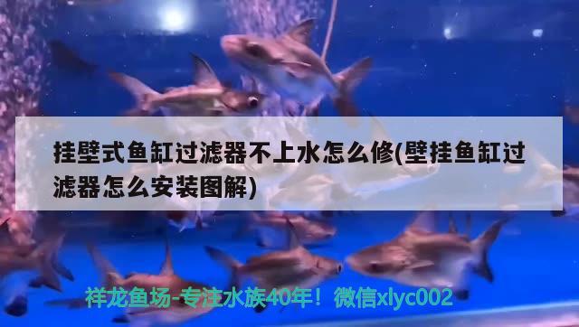 掛壁式魚缸過濾器不上水怎么修(壁掛魚缸過濾器怎么安裝圖解)