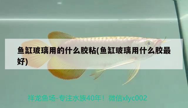 魚(yú)缸玻璃用的什么膠粘(魚(yú)缸玻璃用什么膠最好) 黃寬帶蝴蝶魚(yú)