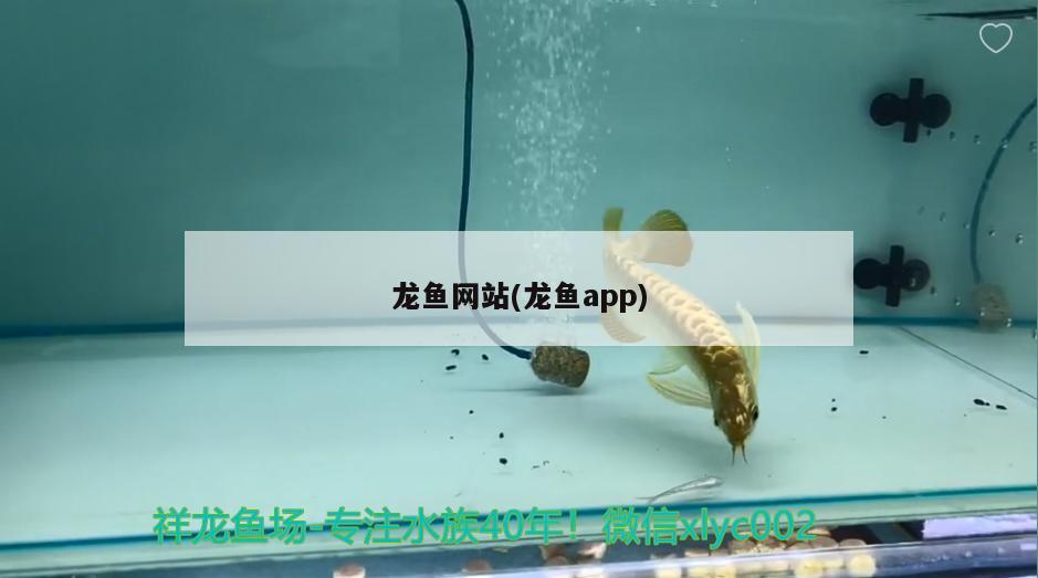 龍魚網(wǎng)站(龍魚app)