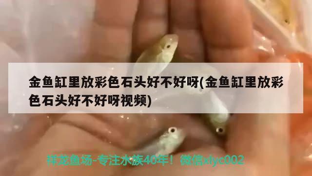 金魚缸里放彩色石頭好不好呀(金魚缸里放彩色石頭好不好呀視頻)