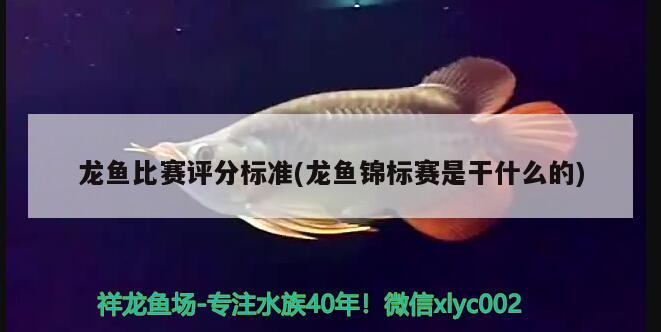 龍魚比賽評分標(biāo)準(zhǔn)(龍魚錦標(biāo)賽是干什么的)