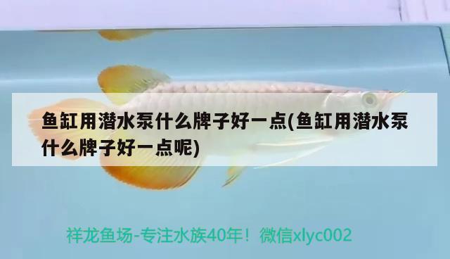 魚缸用潛水泵什么牌子好一點(魚缸用潛水泵什么牌子好一點呢) 稀有金龍魚