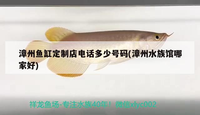 漳州魚缸定制店電話多少號碼(漳州水族館哪家好) 麥肯斯銀版魚