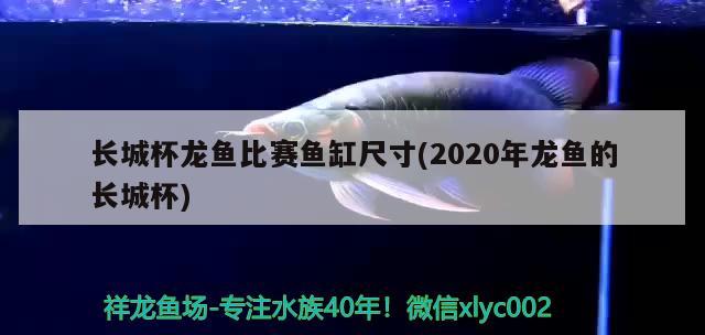 長城杯龍魚比賽魚缸尺寸(2020年龍魚的長城杯)