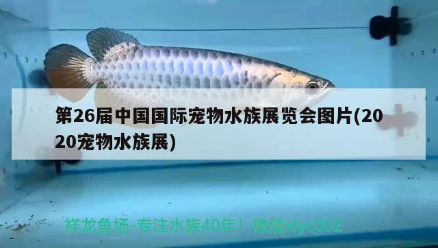 第26屆中國國際寵物水族展覽會圖片(2020寵物水族展) 水族展會