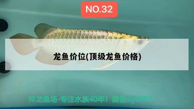 龍魚價位(頂級龍魚價格) 2024第28屆中國國際寵物水族展覽會CIPS（長城寵物展2024 CIPS）