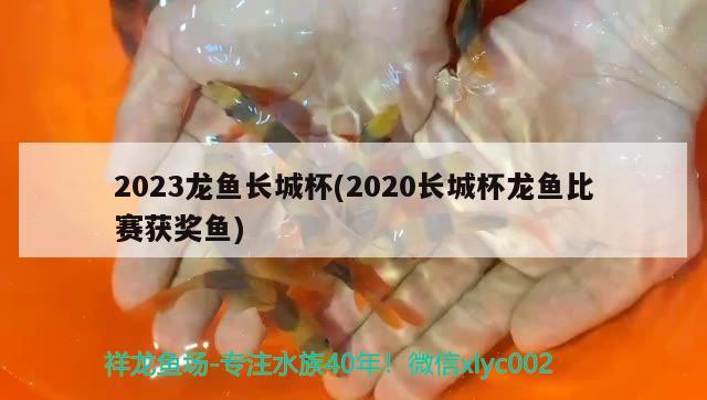 2023龍魚長城杯(2020長城杯龍魚比賽獲獎魚) 2024第28屆中國國際寵物水族展覽會CIPS（長城寵物展2024 CIPS）