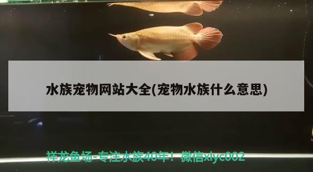 水族寵物網(wǎng)站大全(寵物水族什么意思)