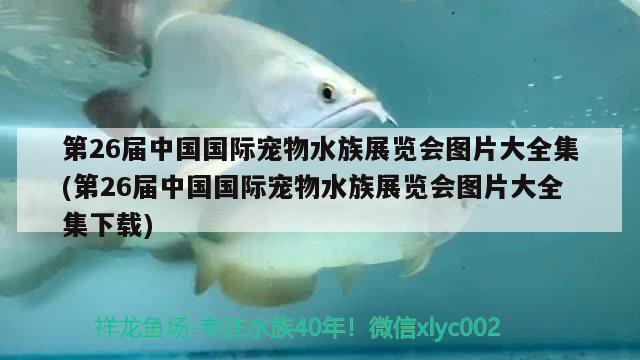 第26屆中國國際寵物水族展覽會圖片大全集(第26屆中國國際寵物水族展覽會圖片大全集下載)