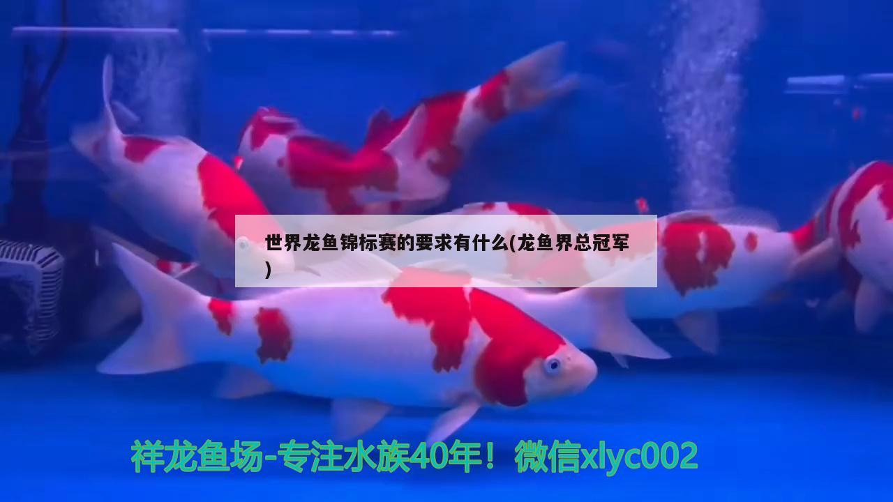 世界龍魚錦標(biāo)賽的要求有什么(龍魚界總冠軍) 2024第28屆中國國際寵物水族展覽會(huì)CIPS（長城寵物展2024 CIPS）