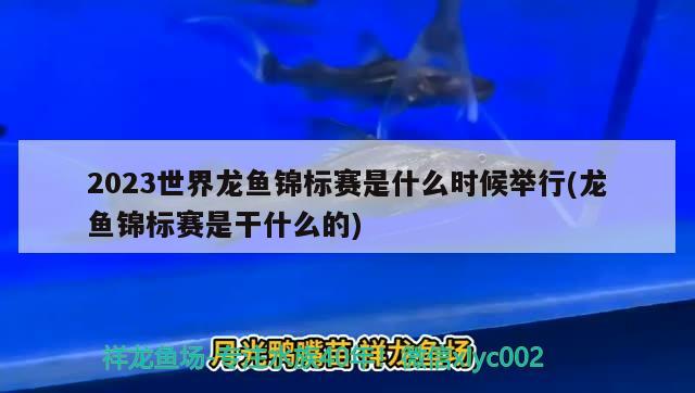 2023世界龍魚(yú)錦標(biāo)賽是什么時(shí)候舉行(龍魚(yú)錦標(biāo)賽是干什么的) 2025第29屆中國(guó)國(guó)際寵物水族展覽會(huì)CIPS（長(zhǎng)城寵物展2025 CIPS）