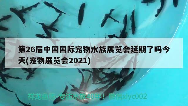 第26屆中國國際寵物水族展覽會延期了嗎今天(寵物展覽會2021) 水族展會