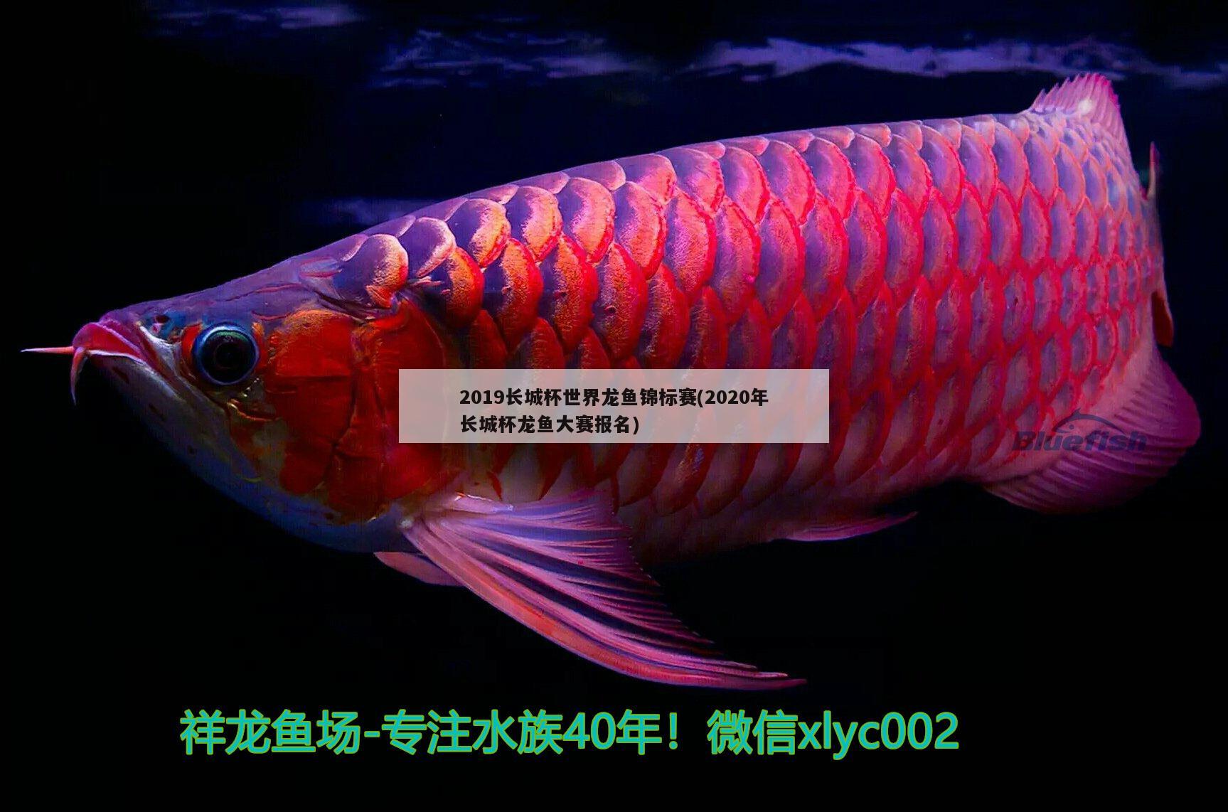 2019長城杯世界龍魚錦標(biāo)賽(2020年長城杯龍魚大賽報名)