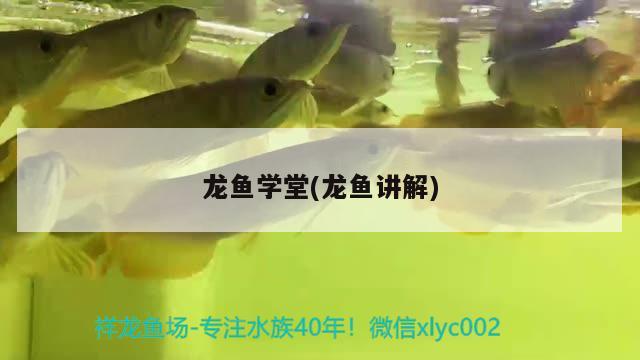 龍魚學(xué)堂(龍魚講解) 2025第29屆中國國際寵物水族展覽會CIPS（長城寵物展2025 CIPS）