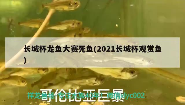 長(zhǎng)城杯龍魚大賽死魚(2021長(zhǎng)城杯觀賞魚)