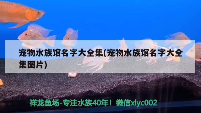 寵物水族館名字大全集(寵物水族館名字大全集圖片) 2025第29屆中國國際寵物水族展覽會(huì)CIPS（長城寵物展2025 CIPS）