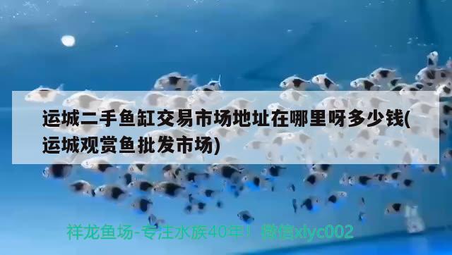 運城二手魚缸交易市場地址在哪里呀多少錢(運城觀賞魚批發(fā)市場) 觀賞魚批發(fā)