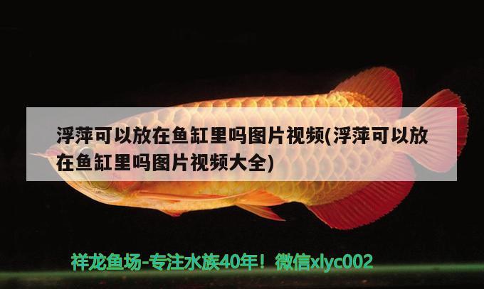 浮萍可以放在魚(yú)缸里嗎圖片視頻(浮萍可以放在魚(yú)缸里嗎圖片視頻大全) 印尼小紅龍 第2張