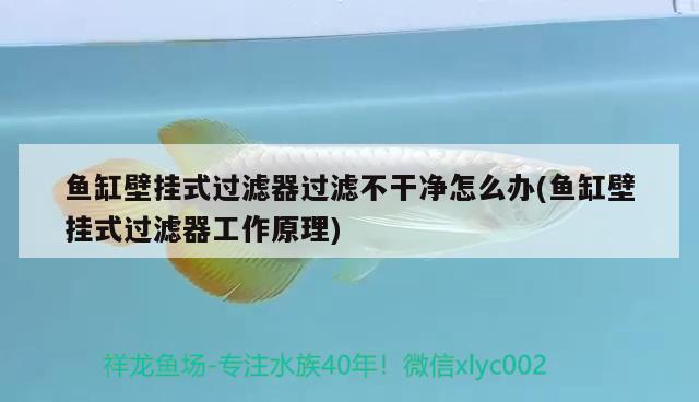 魚缸壁掛式過濾器過濾不干凈怎么辦(魚缸壁掛式過濾器工作原理)