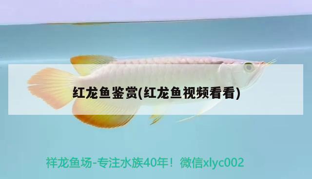 紅龍魚鑒賞(紅龍魚視頻看看)