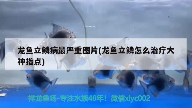 龍魚立鱗病最嚴重圖片(龍魚立鱗怎么治療大神指點) 2025第29屆中國國際寵物水族展覽會CIPS（長城寵物展2025 CIPS）