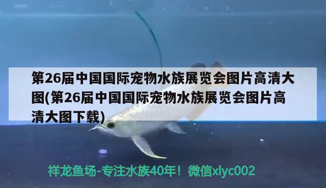 第26屆中國(guó)國(guó)際寵物水族展覽會(huì)圖片高清大圖(第26屆中國(guó)國(guó)際寵物水族展覽會(huì)圖片高清大圖下載)