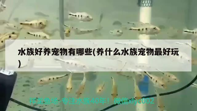 水族好養(yǎng)寵物有哪些(養(yǎng)什么水族寵物最好玩) 2025第29屆中國(guó)國(guó)際寵物水族展覽會(huì)CIPS（長(zhǎng)城寵物展2025 CIPS）