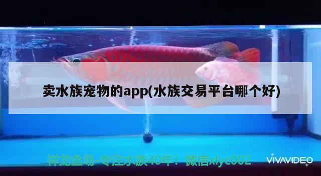 賣水族寵物的app(水族交易平臺哪個好)