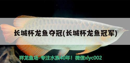 長城杯龍魚奪冠(長城杯龍魚冠軍)